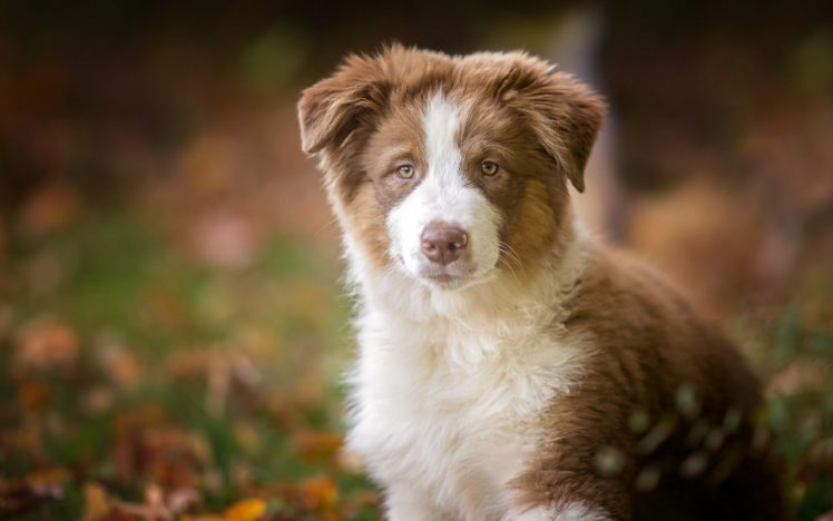Australian Shepherd, Dog, Puppies HD Wallpaper Desktop Background