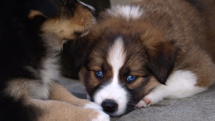blue eyes, Australian Shepherd, Dog, Puppies HD Wallpaper Desktop Background