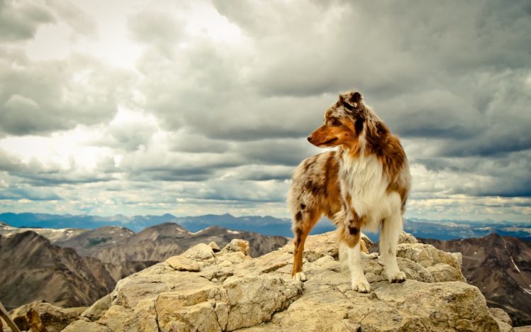 Australian Shepherd, Dog, Clouds HD Wallpaper Desktop Background
