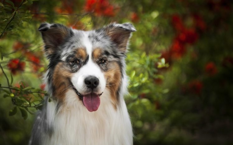 Australian Shepherd, Dog HD Wallpaper Desktop Background
