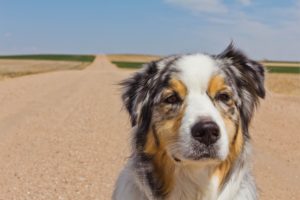 Australian Shepherd, Dog, Road