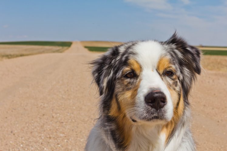 Australian Shepherd, Dog, Road HD Wallpaper Desktop Background