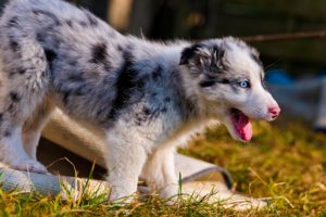 blue eyes, Australian Shepherd, Dog, Puppies