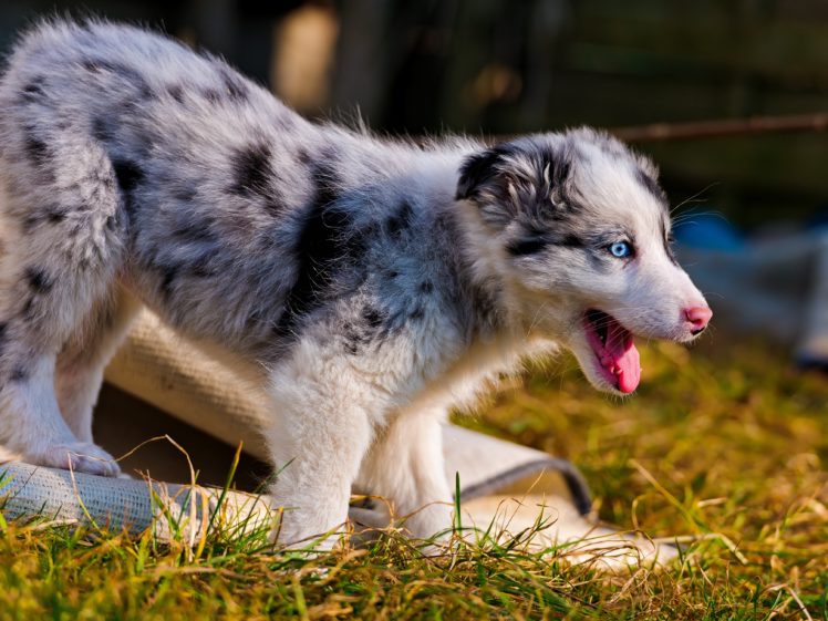 blue eyes, Australian Shepherd, Dog, Puppies HD Wallpaper Desktop Background