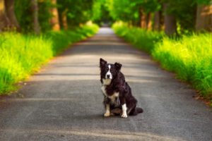 dog, Road, Border Collie, Grass