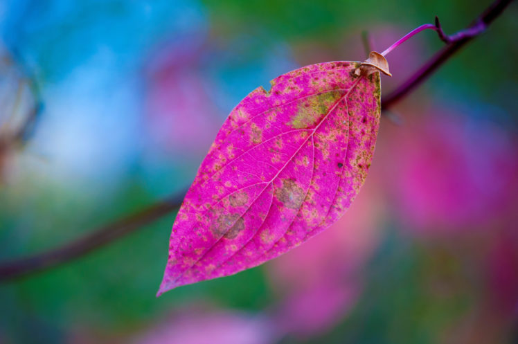 colorful, Leaves, Plants HD Wallpaper Desktop Background