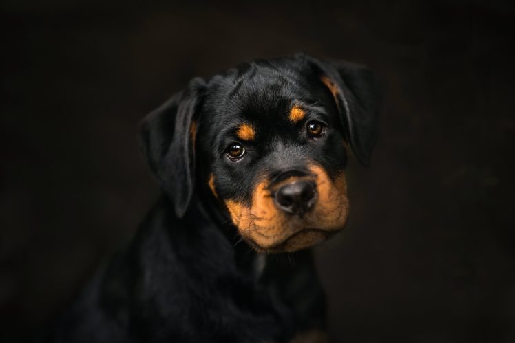 dark, Dog, Animals, Portrait, Rottweiler HD Wallpaper Desktop Background