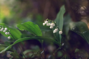 nature, Flowers, Green, Plants, Leaves