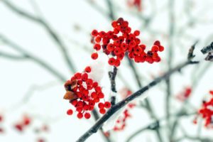 plants, Red, Berries, Winter, Ice