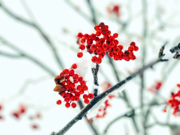 plants, Red, Berries, Winter, Ice HD Wallpaper Desktop Background