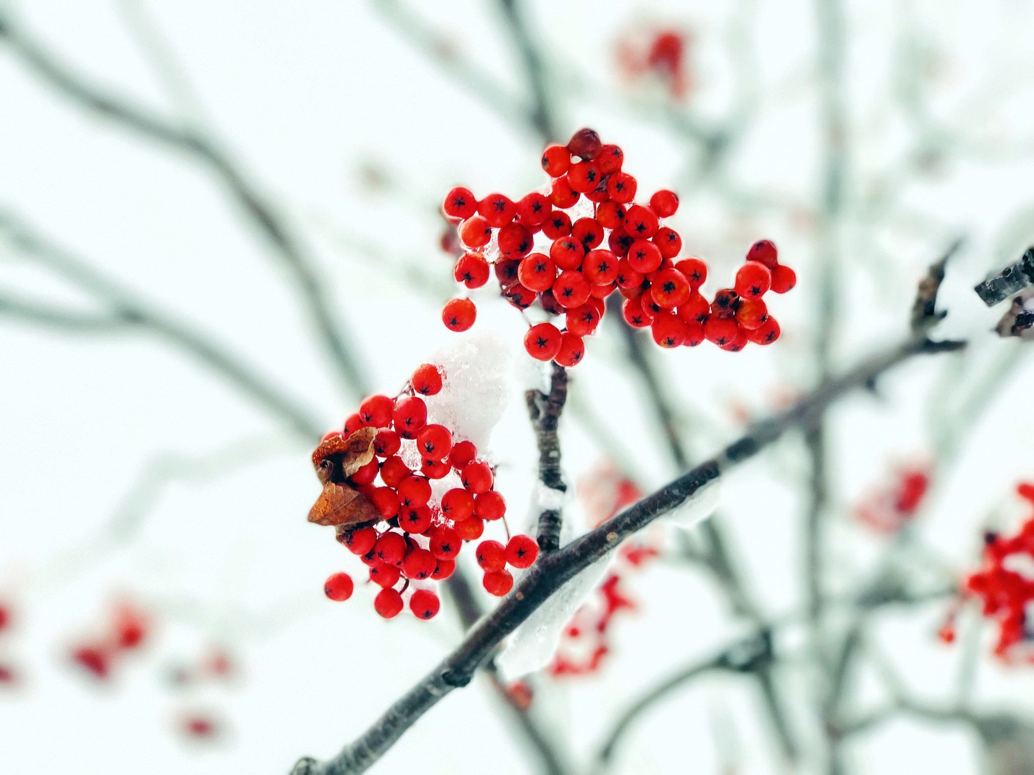 plants, Red, Berries, Winter, Ice Wallpaper