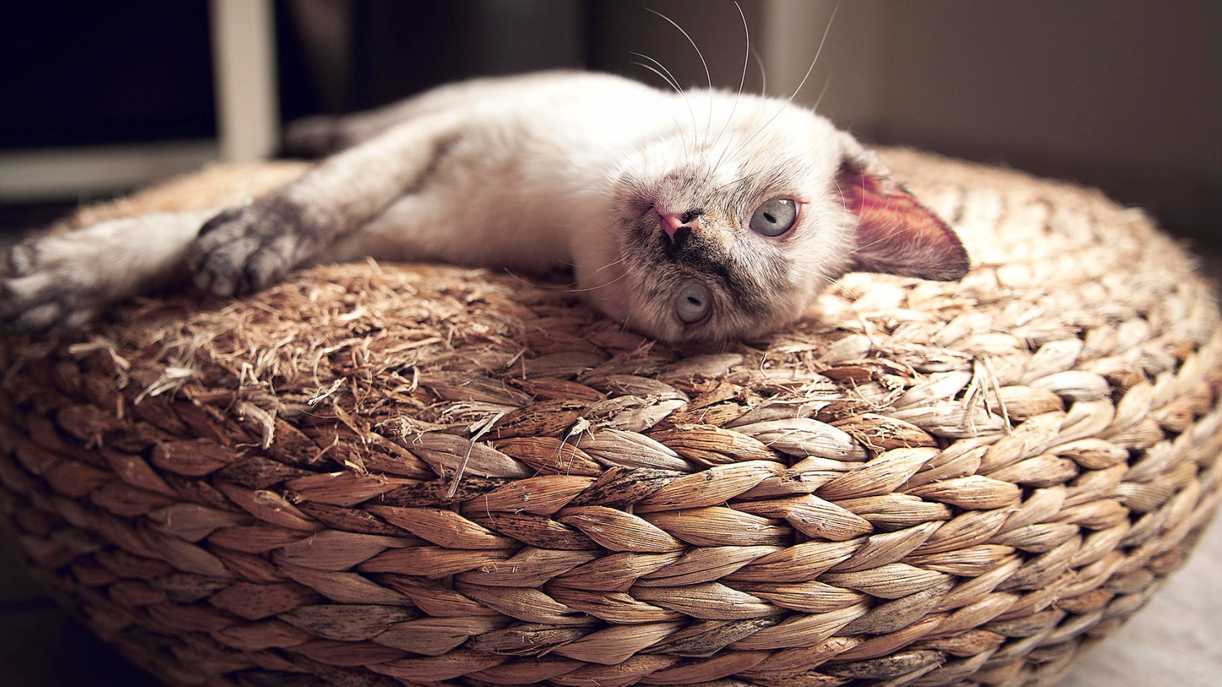 stretched out, Cat, Animals Wallpaper