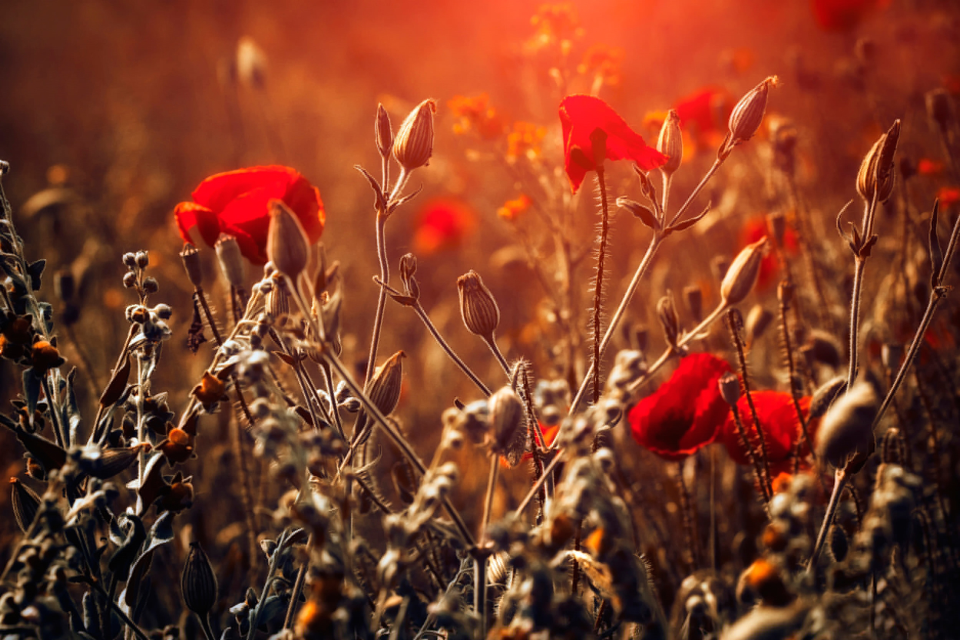 red, Red flowers, Nature, Plants Wallpaper