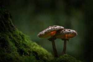 moss, Green, Nature, Plants, Mushroom