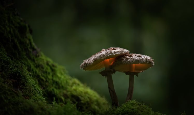 moss, Green, Nature, Plants, Mushroom HD Wallpaper Desktop Background