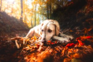 fall, Leaves, Forest, Nature, Dog, Animals