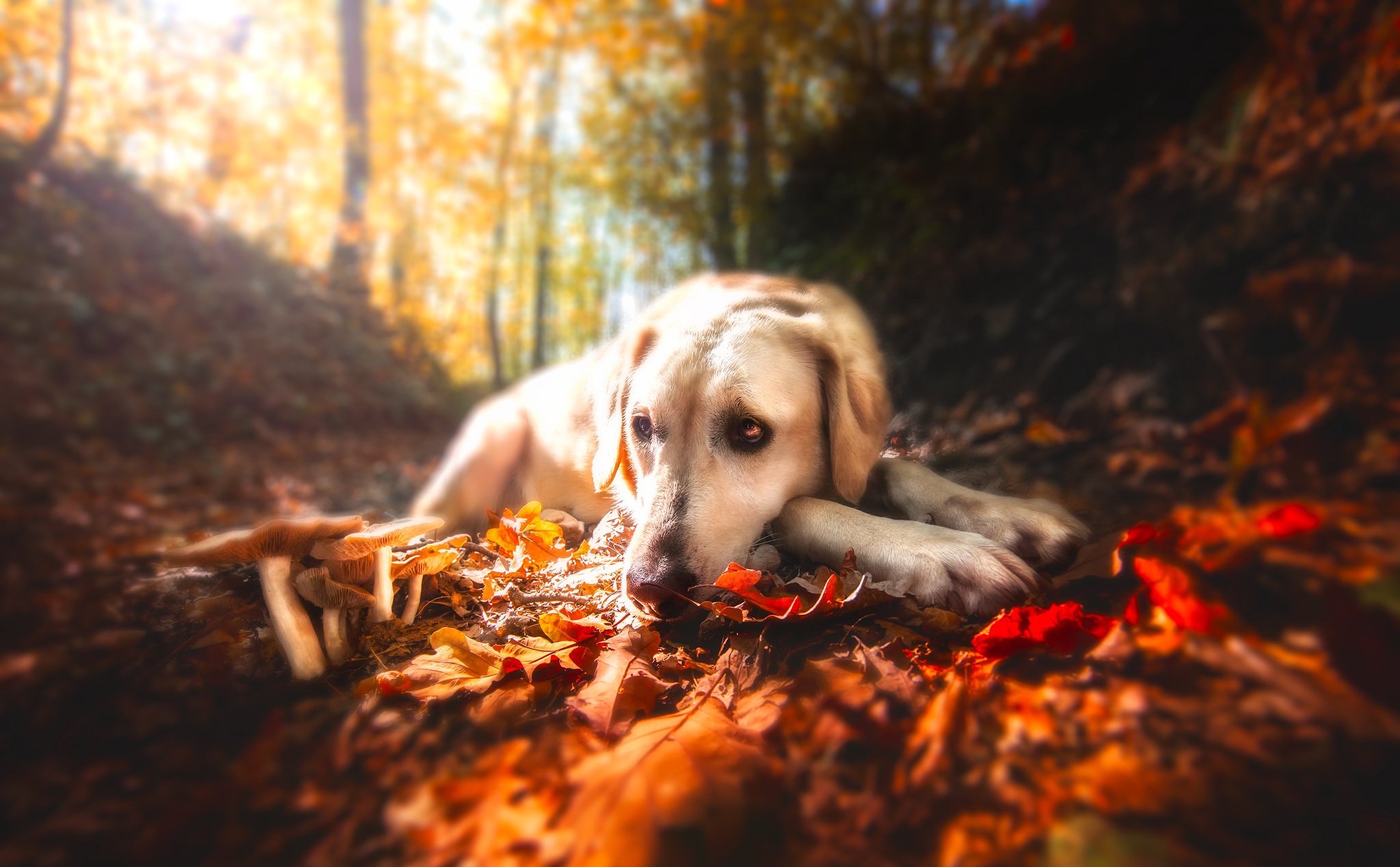 fall, Leaves, Forest, Nature, Dog, Animals Wallpaper