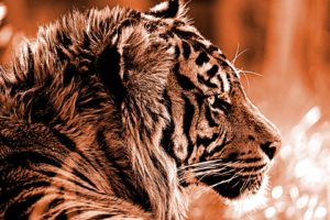 tiger, Wildlife, Animals