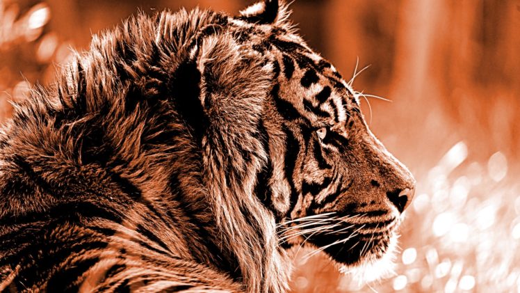 tiger, Wildlife, Animals HD Wallpaper Desktop Background