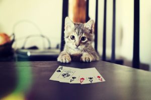 cat, Poker, Kittens