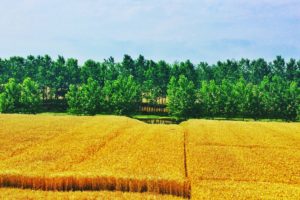 wheat, Sky, Forest, Field