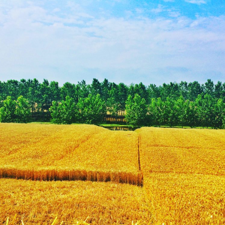 wheat, Sky, Forest, Field HD Wallpaper Desktop Background