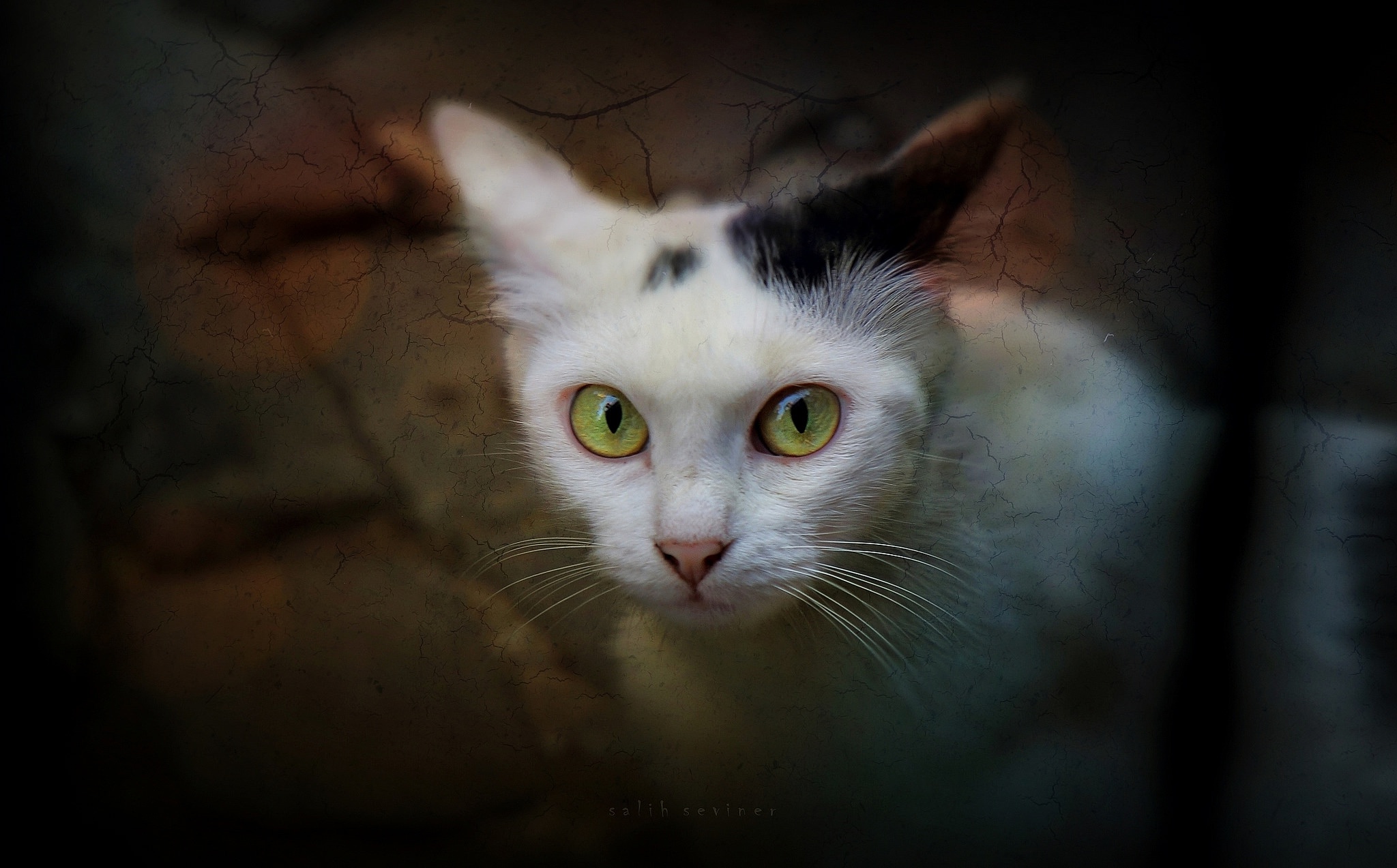 cat, White, Animals Wallpaper