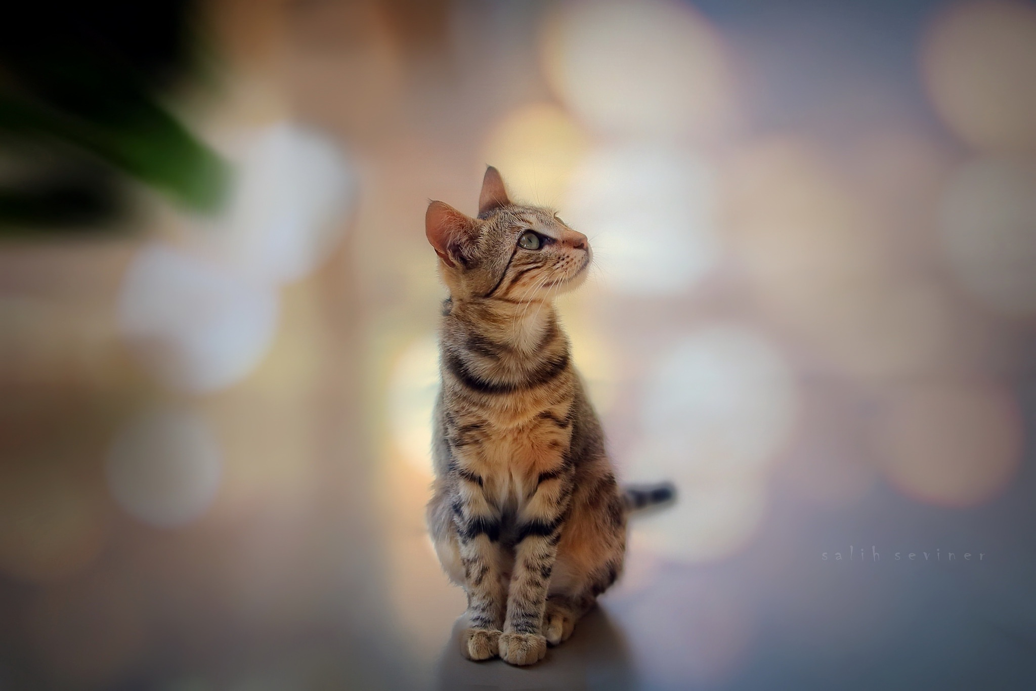 looking up, Cat, Animals Wallpaper