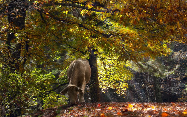 cow, Trees, Nature HD Wallpaper Desktop Background