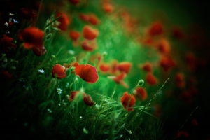 dark, Colorful, Red, Green, Plants, Flowers, Red flowers