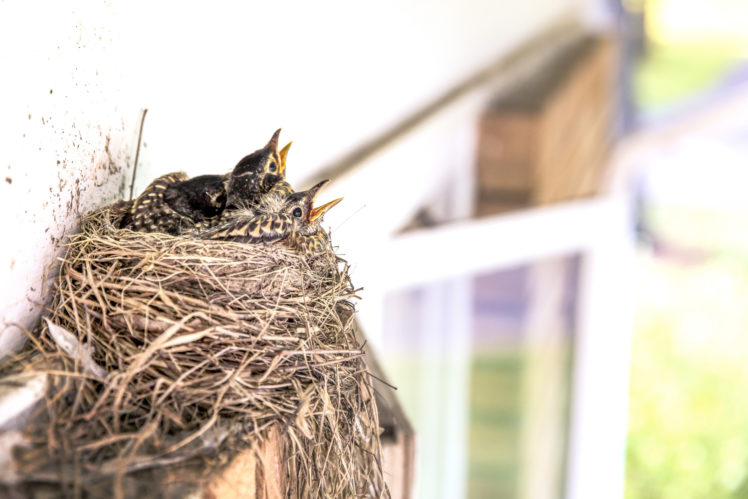baby animals, Nests, Birds HD Wallpaper Desktop Background