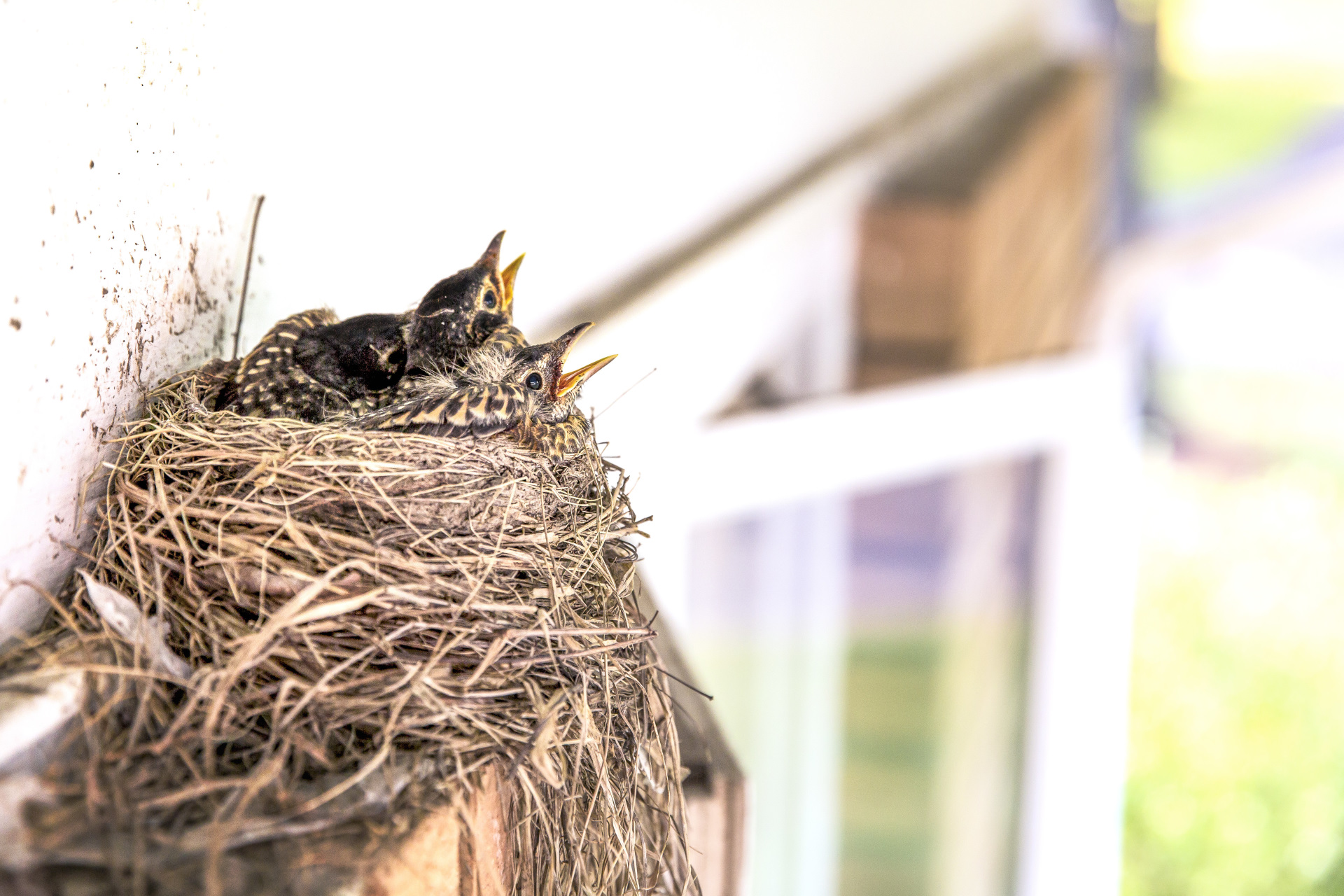 baby animals, Nests, Birds Wallpaper
