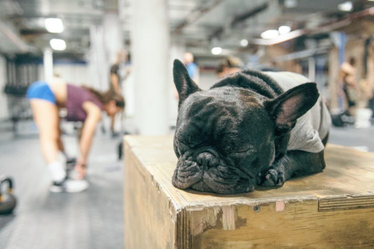 women, Gyms, Sleeping, Dog, Animals, French Bulldog HD Wallpaper Desktop Background