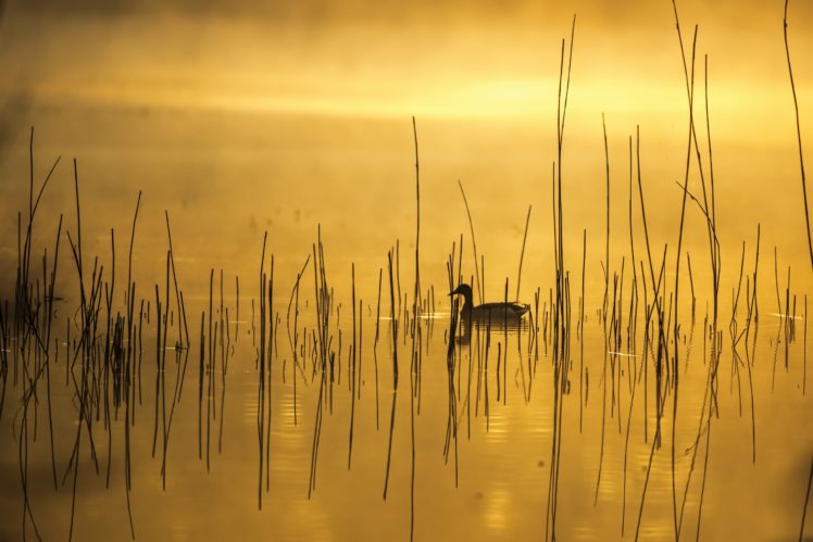 duck, Yellow, Nature, Animals, Water HD Wallpaper Desktop Background