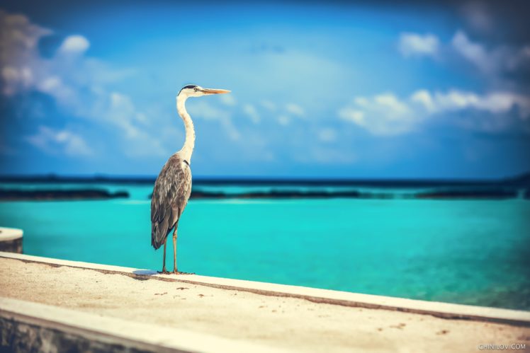 Ivan Chinilov, Birds, Sea, Blue, Sky, Animals HD Wallpaper Desktop Background