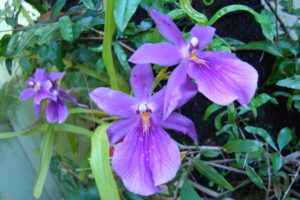 herbarium, Lilac, Orchids, Flowers, Plants