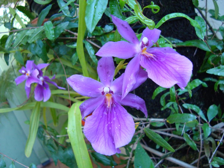 herbarium, Lilac, Orchids, Flowers, Plants HD Wallpaper Desktop Background