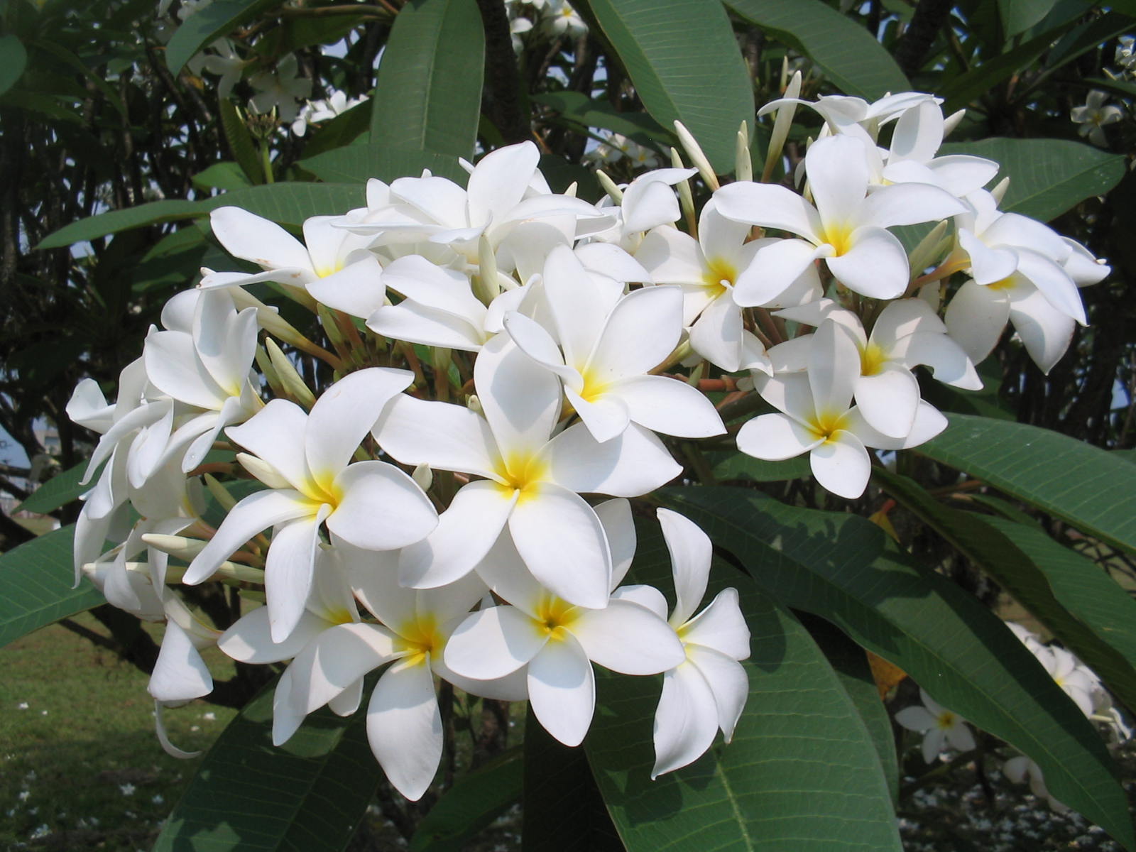 herbarium, Nature, Flowers, Plants Wallpaper