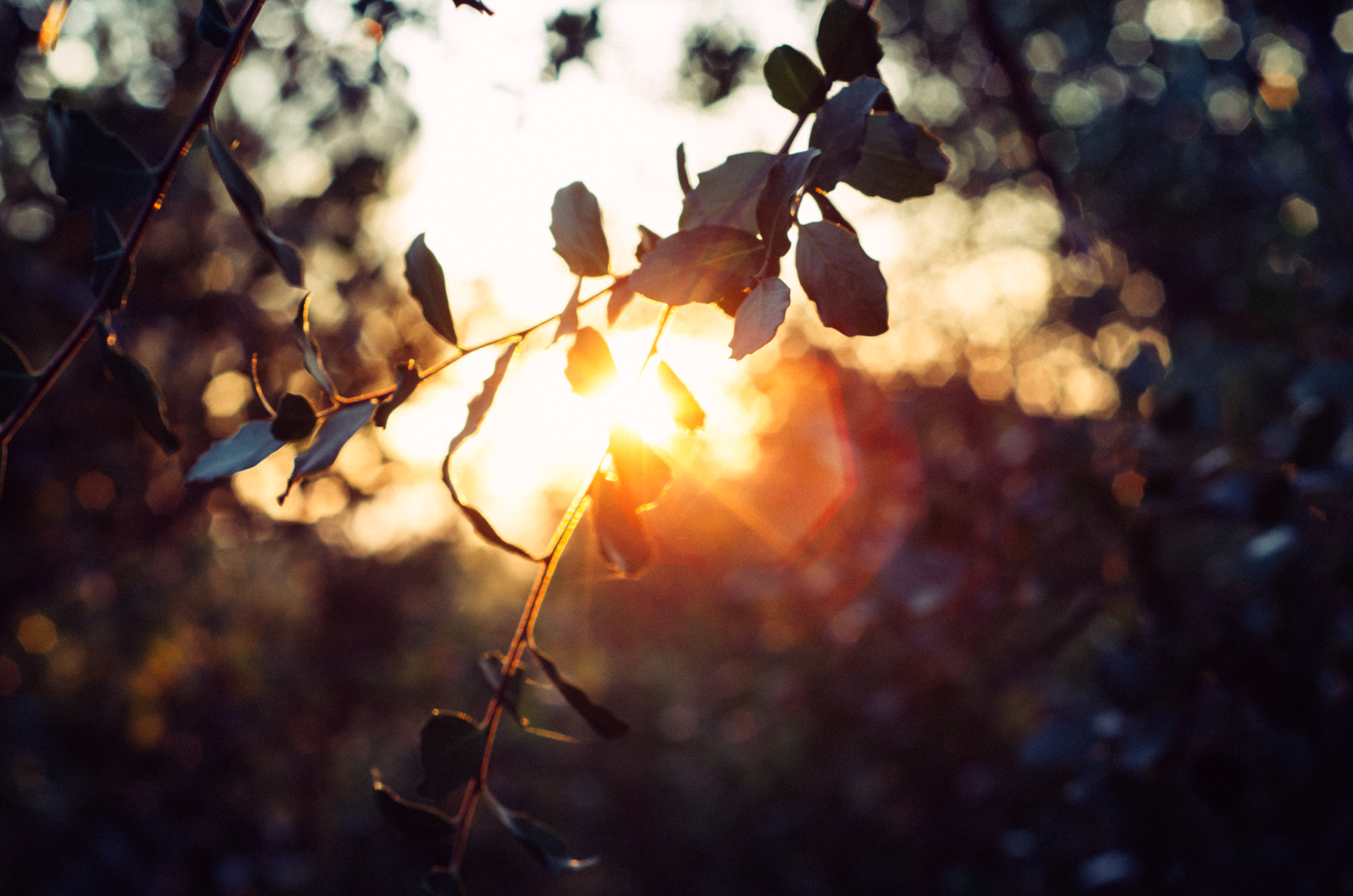 sunset, Quillaja saponaria Wallpaper