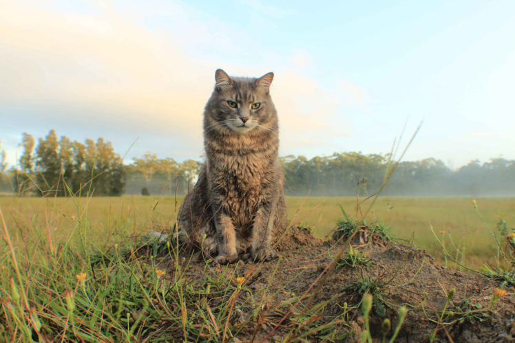 cat, Animals, Landscape HD Wallpaper Desktop Background