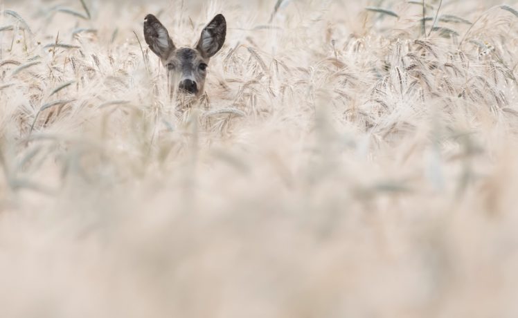 plants, Animals, Deer HD Wallpaper Desktop Background