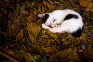 sleeping, Leaves, Cat, Animals