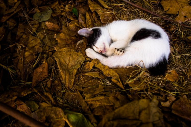 sleeping, Leaves, Cat, Animals HD Wallpaper Desktop Background