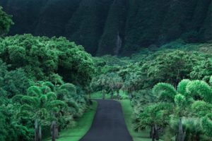jungle, Road, Hawaii, Asphalt, Mountains