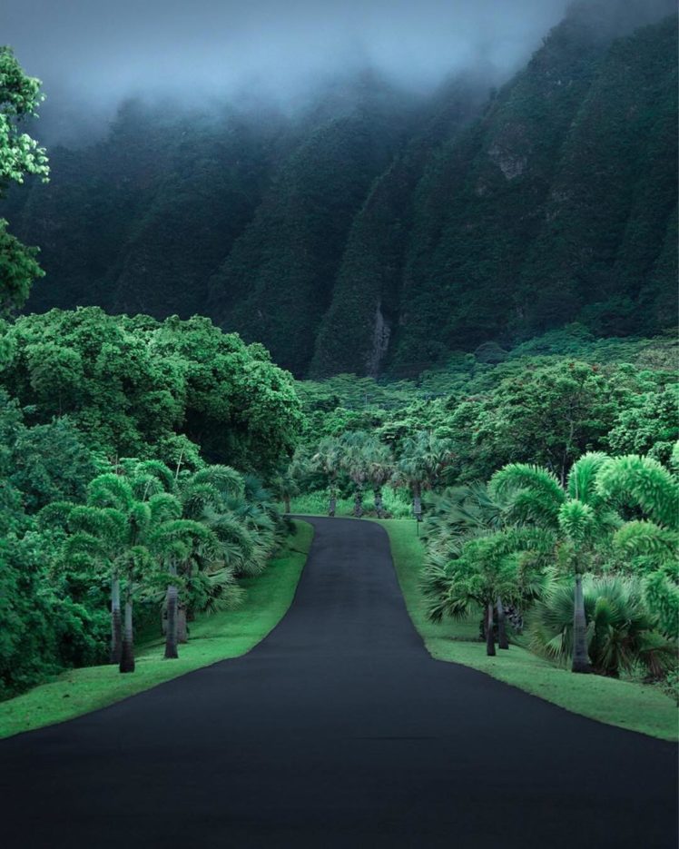 jungle, Road, Hawaii, Asphalt