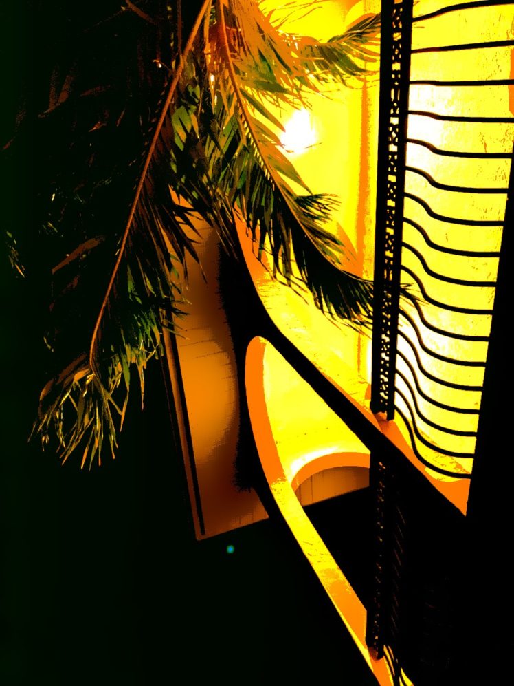 palm trees HD Wallpaper Desktop Background