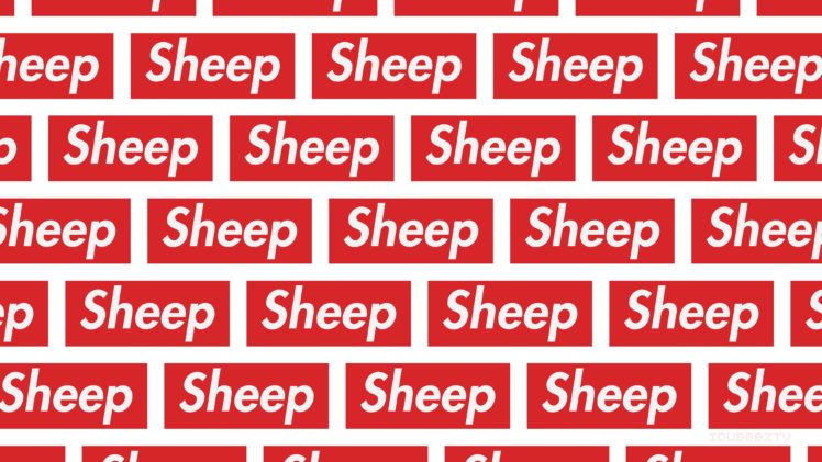 sheep, Humor HD Wallpaper Desktop Background