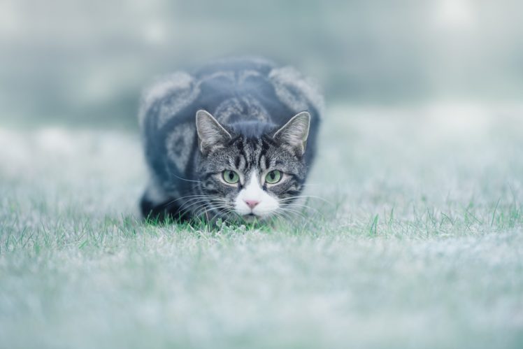 animals, Cat, Grass HD Wallpaper Desktop Background