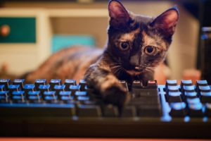 keyboards, Cat, Animals