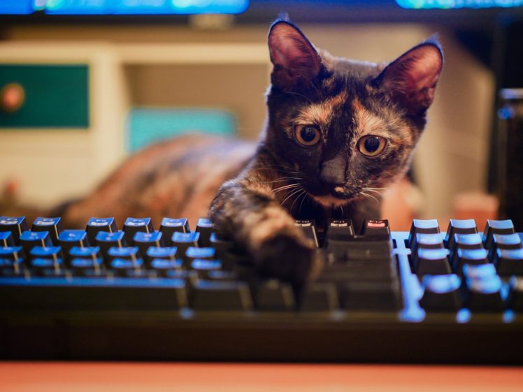 keyboards, Cat, Animals HD Wallpaper Desktop Background